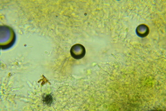 Hyphodontia arguta