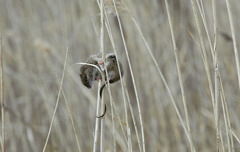 Oryzomys palustris
