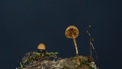 Pholiota pseudosiparia