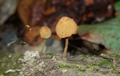 Pholiota pseudosiparia