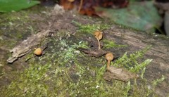 Pholiota pseudosiparia