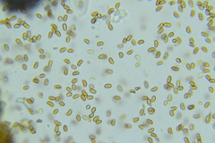 Pholiota pseudosiparia