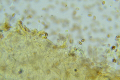 Pholiota pseudosiparia