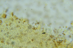 Pholiota pseudosiparia