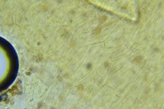 Pholiota pseudosiparia