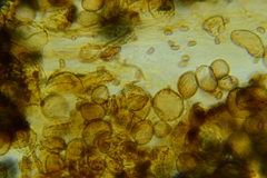 Pholiota pseudosiparia