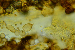 Pholiota pseudosiparia