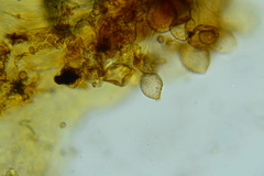 Pholiota pseudosiparia