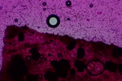 Pholiota pseudosiparia