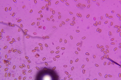 Pholiota pseudosiparia