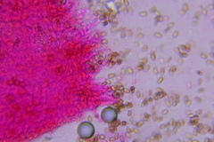 Pholiota pseudosiparia