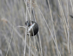 Oryzomys palustris