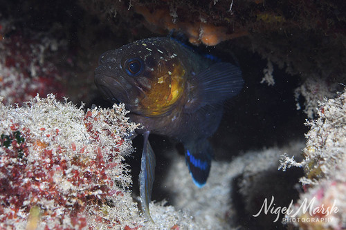 Plesiops insularis observed 2016-01-07