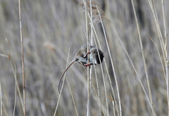 Oryzomys palustris