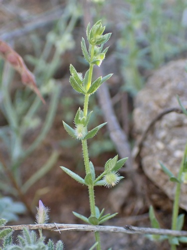 Galium proliferum