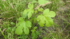 Abelmoschus ficulneus