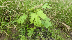 Abelmoschus ficulneus