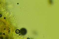 Lyomyces erastii