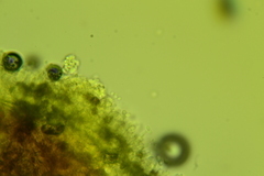 Lyomyces erastii