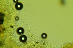 Lyomyces erastii