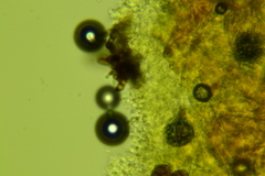 Lyomyces erastii