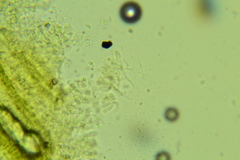 Lyomyces erastii