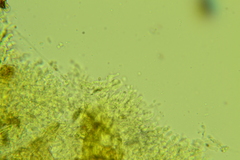 Lyomyces erastii