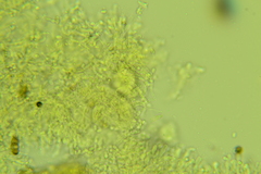 Lyomyces erastii
