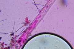 Lyomyces erastii