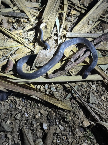 Photo of a Simla Coffeesnake (Ninia franciscoi)