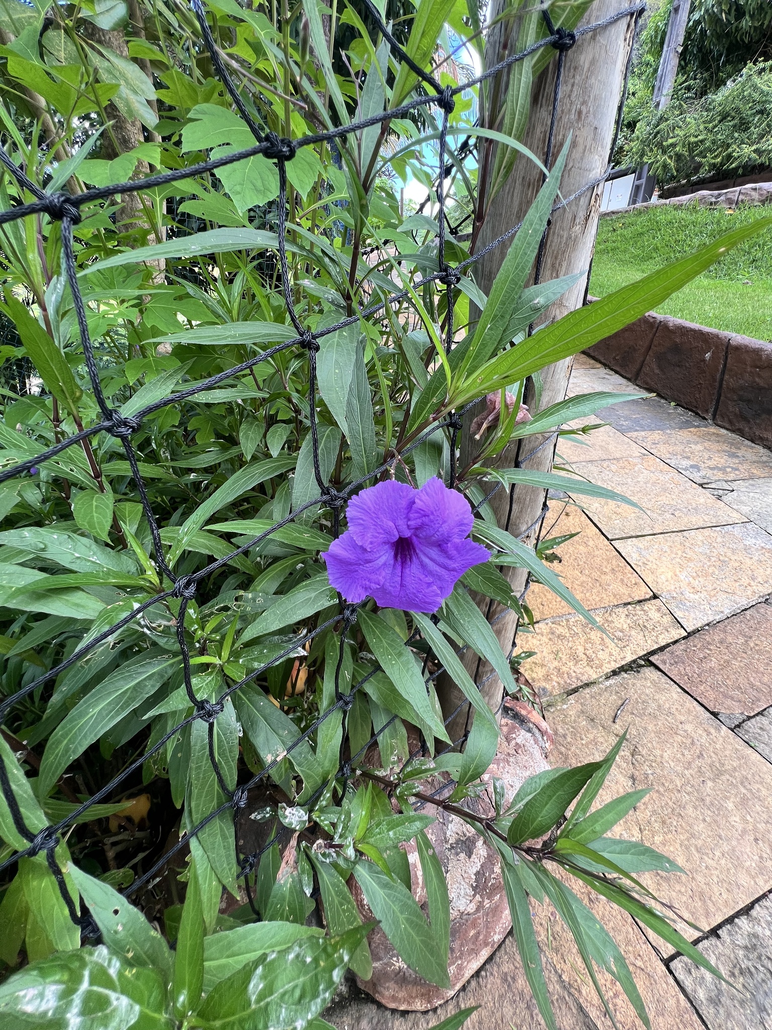 Ruellia simplex