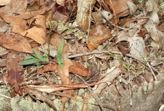 Arthrochilus prolixus