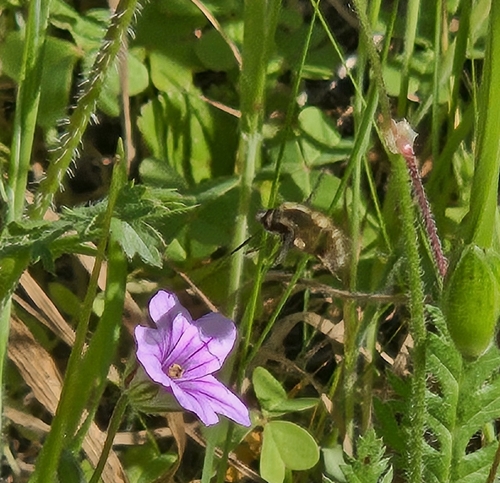 Unknown species found near Bird Banding Lab, Big Sur, CA 93920, USA