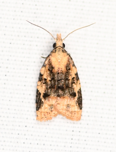 Exasperating Platynota Moth photo 4