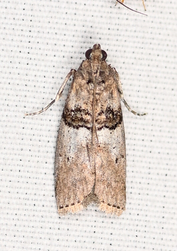 Tlascala Moth photo 2