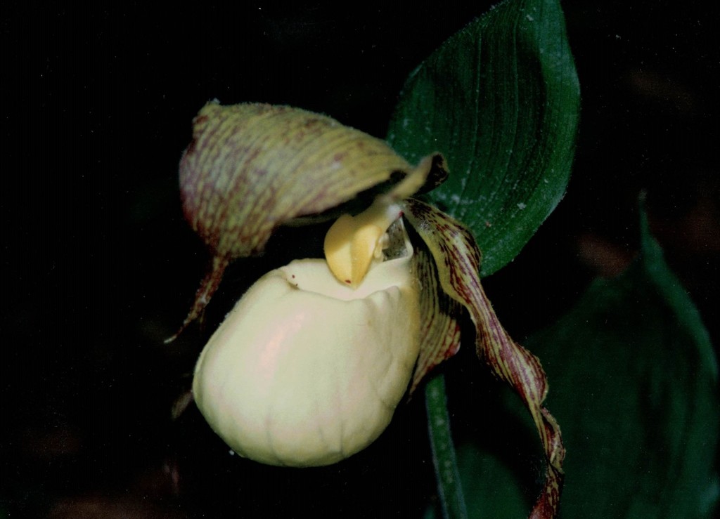 Cypripedium kentuckiense C.F.Reed