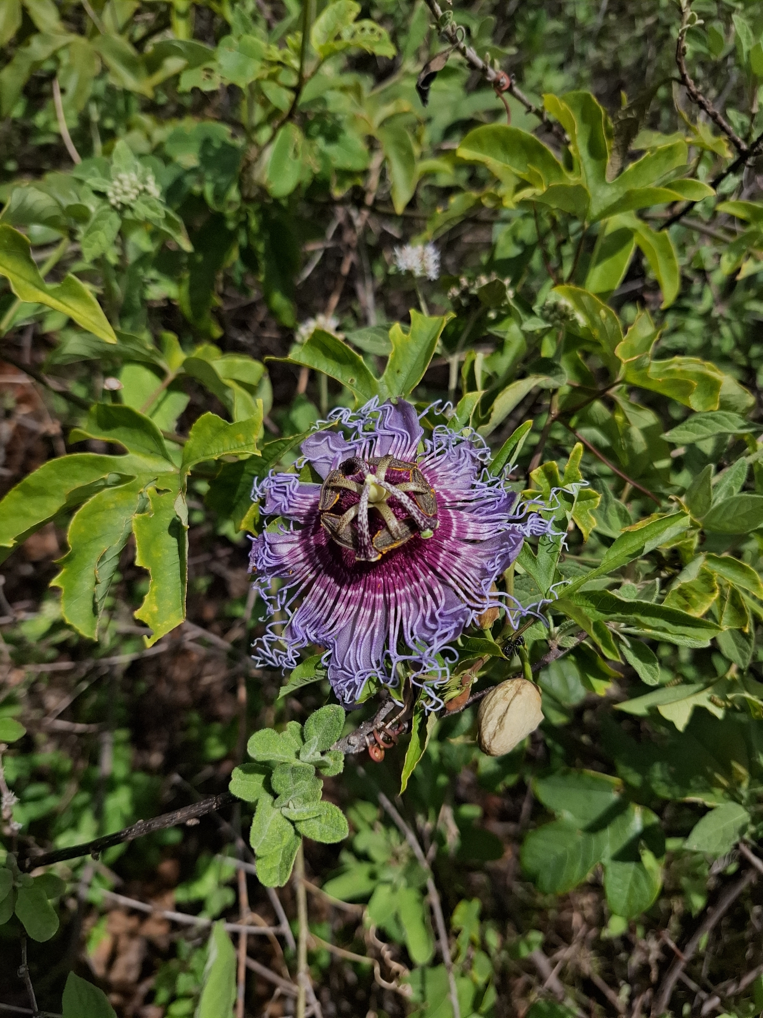 Passiflora cincinnata