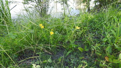 Senecio brigalowensis