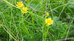 Senecio brigalowensis