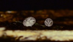 Hohenbuehelia cyphelliformis