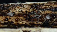 Hohenbuehelia cyphelliformis