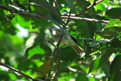 Pachysylvia aurantiifrons