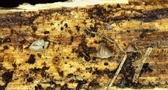 Hohenbuehelia cyphelliformis