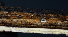 Hohenbuehelia cyphelliformis