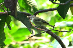 Pachysylvia aurantiifrons