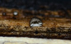 Hohenbuehelia cyphelliformis