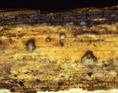 Hohenbuehelia cyphelliformis