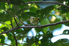 Pachysylvia aurantiifrons
