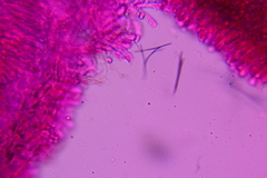 Hohenbuehelia cyphelliformis