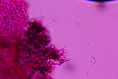 Hohenbuehelia cyphelliformis